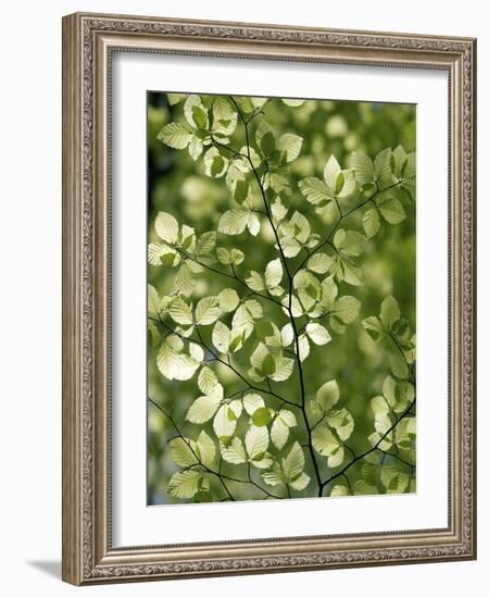 Beech (Fagus)-Adrian Bicker-Framed Photographic Print