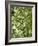 Beech (Fagus)-Adrian Bicker-Framed Photographic Print