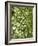 Beech (Fagus)-Adrian Bicker-Framed Photographic Print