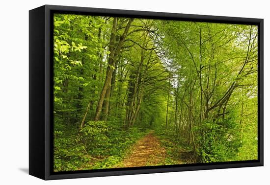 Beech Forest, Altmuehl Valley, Bavaria, Germany, Europe-Jochen Schlenker-Framed Premier Image Canvas