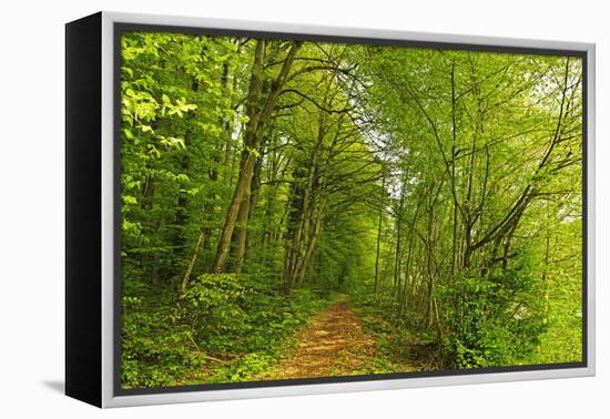 Beech Forest, Altmuehl Valley, Bavaria, Germany, Europe-Jochen Schlenker-Framed Premier Image Canvas