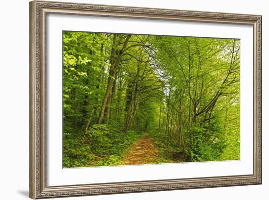 Beech Forest, Altmuehl Valley, Bavaria, Germany, Europe-Jochen Schlenker-Framed Photographic Print