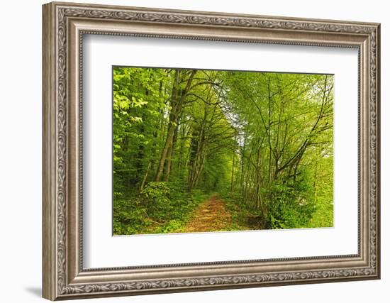 Beech Forest, Altmuehl Valley, Bavaria, Germany, Europe-Jochen Schlenker-Framed Photographic Print