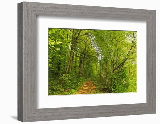 Beech Forest, Altmuehl Valley, Bavaria, Germany, Europe-Jochen Schlenker-Framed Photographic Print