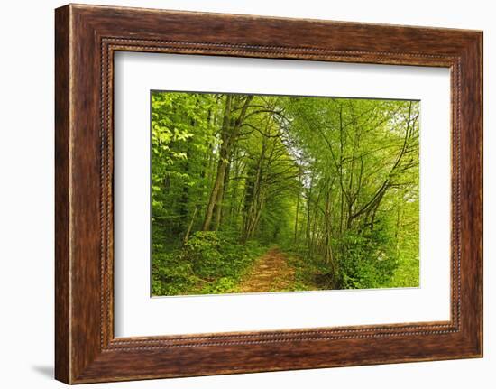 Beech Forest, Altmuehl Valley, Bavaria, Germany, Europe-Jochen Schlenker-Framed Photographic Print