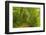 Beech Forest, Altmuehl Valley, Bavaria, Germany, Europe-Jochen Schlenker-Framed Photographic Print