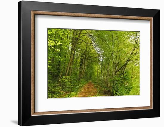 Beech Forest, Altmuehl Valley, Bavaria, Germany, Europe-Jochen Schlenker-Framed Photographic Print