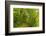 Beech Forest, Altmuehl Valley, Bavaria, Germany, Europe-Jochen Schlenker-Framed Photographic Print