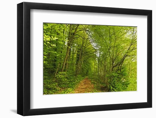 Beech Forest, Altmuehl Valley, Bavaria, Germany, Europe-Jochen Schlenker-Framed Photographic Print