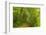 Beech Forest, Altmuehl Valley, Bavaria, Germany, Europe-Jochen Schlenker-Framed Photographic Print