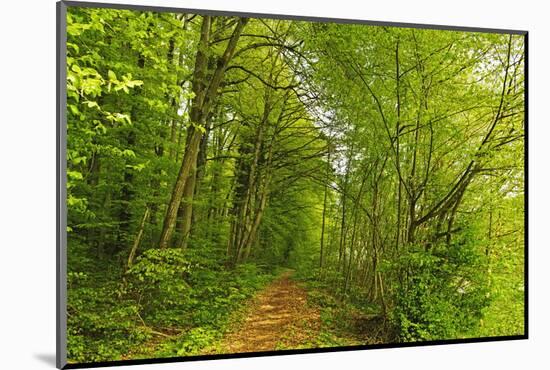 Beech Forest, Altmuehl Valley, Bavaria, Germany, Europe-Jochen Schlenker-Mounted Photographic Print