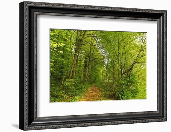 Beech Forest, Altmuehl Valley, Bavaria, Germany, Europe-Jochen Schlenker-Framed Photographic Print