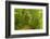 Beech Forest, Altmuehl Valley, Bavaria, Germany, Europe-Jochen Schlenker-Framed Photographic Print