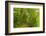 Beech Forest, Altmuehl Valley, Bavaria, Germany, Europe-Jochen Schlenker-Framed Photographic Print