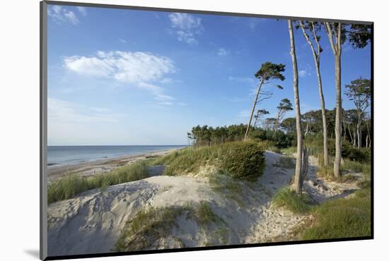 Beech Forest and Dunes on the Western Beach of Darss Peninsula-Uwe Steffens-Mounted Photographic Print
