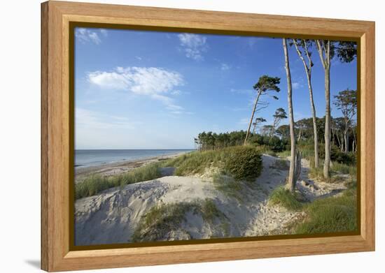 Beech Forest and Dunes on the Western Beach of Darss Peninsula-Uwe Steffens-Framed Premier Image Canvas