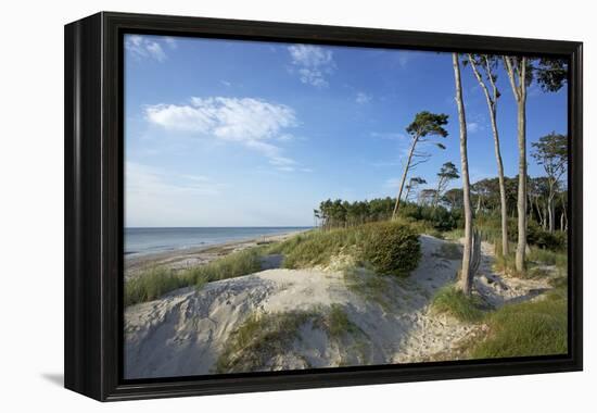 Beech Forest and Dunes on the Western Beach of Darss Peninsula-Uwe Steffens-Framed Premier Image Canvas