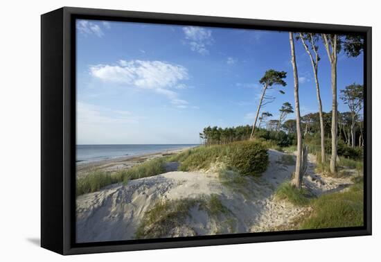 Beech Forest and Dunes on the Western Beach of Darss Peninsula-Uwe Steffens-Framed Premier Image Canvas