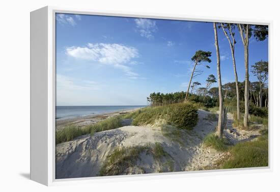 Beech Forest and Dunes on the Western Beach of Darss Peninsula-Uwe Steffens-Framed Premier Image Canvas