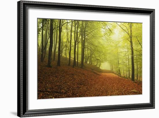 Beech Forest and Morning Fog, Hunsrueck, Rhineland-Palatinate, Germany, Europe-Jochen Schlenker-Framed Photographic Print