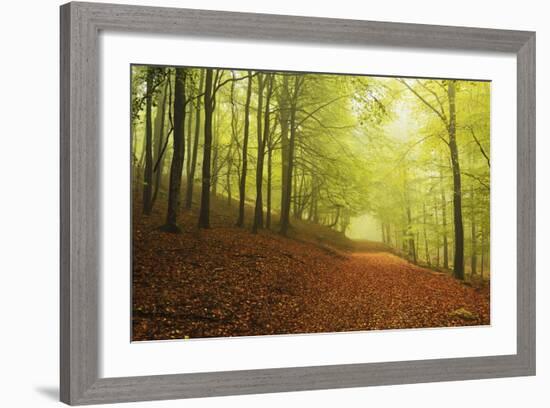 Beech Forest and Morning Fog, Hunsrueck, Rhineland-Palatinate, Germany, Europe-Jochen Schlenker-Framed Photographic Print