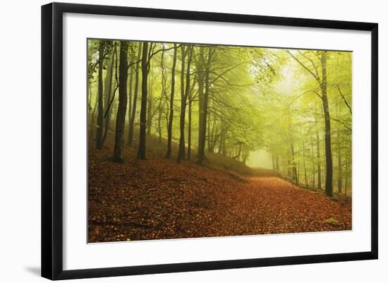 Beech Forest and Morning Fog, Hunsrueck, Rhineland-Palatinate, Germany, Europe-Jochen Schlenker-Framed Photographic Print