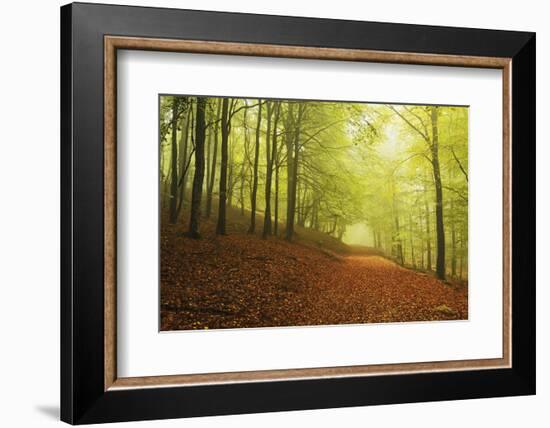 Beech Forest and Morning Fog, Hunsrueck, Rhineland-Palatinate, Germany, Europe-Jochen Schlenker-Framed Photographic Print