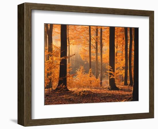 Beech Forest, Autumn-Thonig-Framed Photographic Print