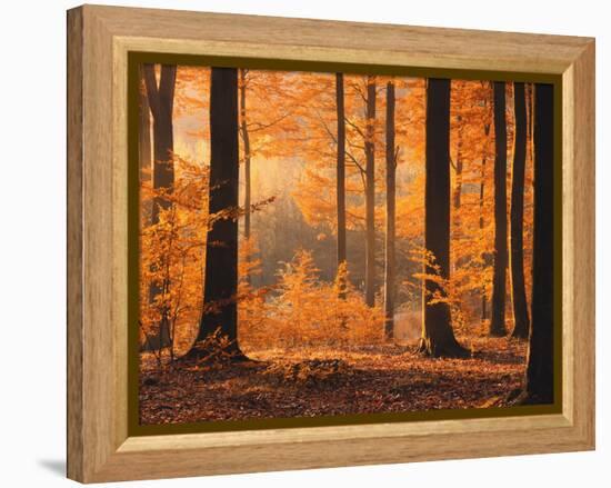 Beech Forest, Autumn-Thonig-Framed Premier Image Canvas