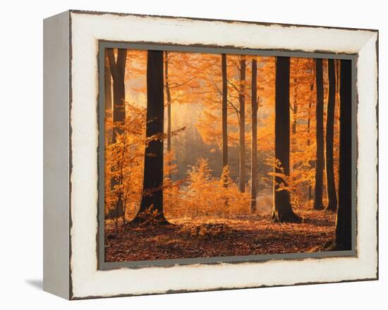 Beech Forest, Autumn-Thonig-Framed Premier Image Canvas