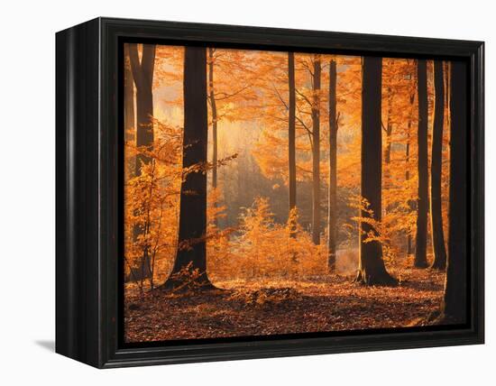 Beech Forest, Autumn-Thonig-Framed Premier Image Canvas