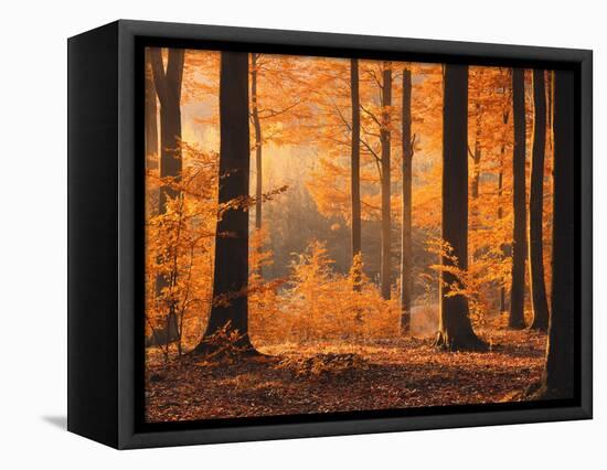 Beech Forest, Autumn-Thonig-Framed Premier Image Canvas