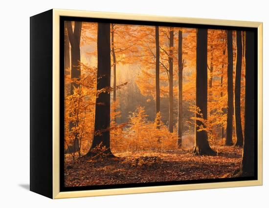 Beech Forest, Autumn-Thonig-Framed Premier Image Canvas