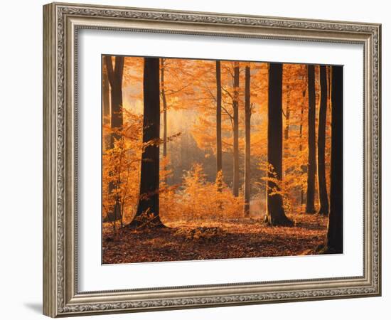 Beech Forest, Autumn-Thonig-Framed Photographic Print