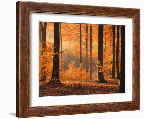 Beech Forest, Autumn-Thonig-Framed Photographic Print