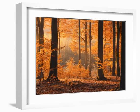 Beech Forest, Autumn-Thonig-Framed Photographic Print