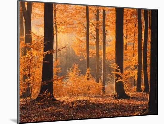 Beech Forest, Autumn-Thonig-Mounted Photographic Print