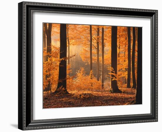 Beech Forest, Autumn-Thonig-Framed Photographic Print