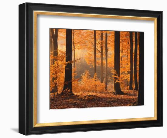 Beech Forest, Autumn-Thonig-Framed Premium Photographic Print