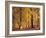 Beech Forest, Autumn-Thonig-Framed Photographic Print