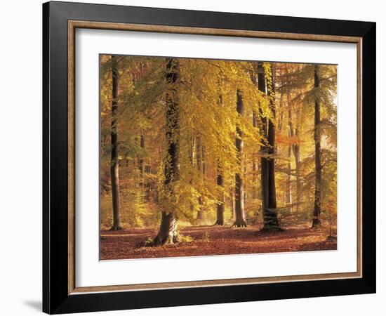 Beech Forest, Autumn-Thonig-Framed Photographic Print