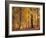 Beech Forest, Autumn-Thonig-Framed Photographic Print