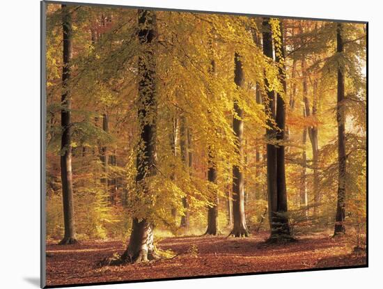 Beech Forest, Autumn-Thonig-Mounted Photographic Print