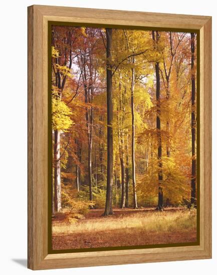 Beech Forest, Autumn-Thonig-Framed Premier Image Canvas