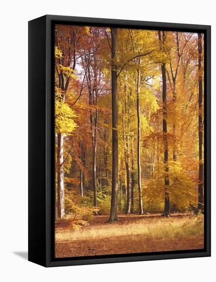 Beech Forest, Autumn-Thonig-Framed Premier Image Canvas