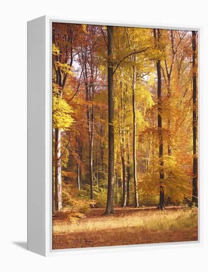 Beech Forest, Autumn-Thonig-Framed Premier Image Canvas