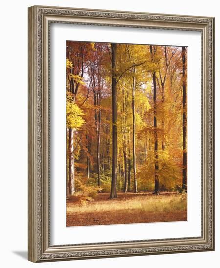 Beech Forest, Autumn-Thonig-Framed Photographic Print