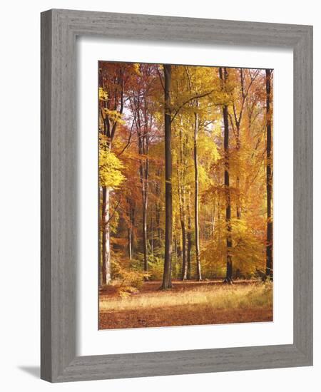 Beech Forest, Autumn-Thonig-Framed Photographic Print