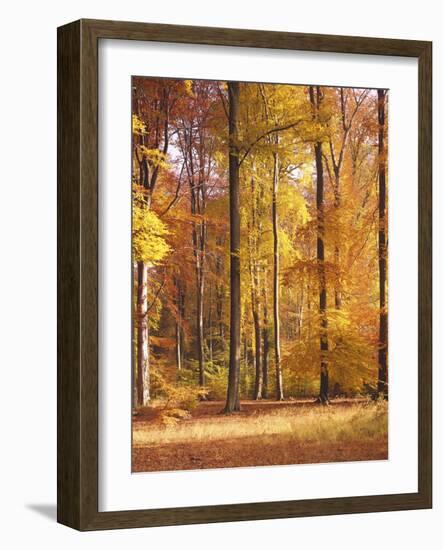 Beech Forest, Autumn-Thonig-Framed Photographic Print