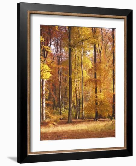 Beech Forest, Autumn-Thonig-Framed Photographic Print